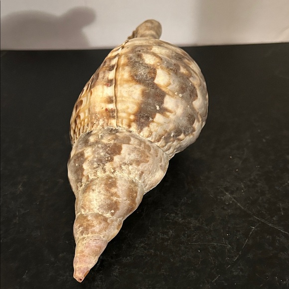 Natural Brown Tan Reptile Shell - Picture 1 of 6